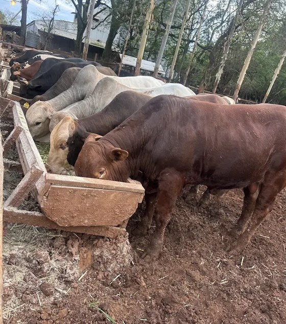 Novillos comiendo balanceado en un comedero de madera, en corral